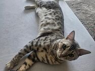 ✨️Zuhause gesucht für Bengal kater Aramis - Essen