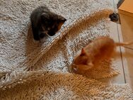 Verkaufe zwei babykatzen - Sankt Egidien