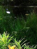 Stringymoos, Aquariumpflanze, Versand/ Abholung in 53894