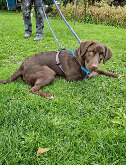 Labrador mix Junghund - Heiligenstedten
