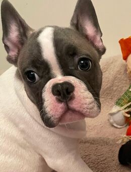 2 Süße Französische Bulldoggen Welpen suchen noch ihr Körbchen - Gelsenkirchen Erle