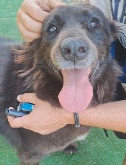 Baghira01/17 -besonderer Hund sucht - Heppenheim (Bergstraße)