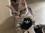 Britisch Kurzhaar Kitten – liebevoll aufgezogen – Abgabe ab dem 25.07.2025 (mit 12 Wochen) - Düsseldorf