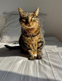 NALA, w., kastr., EHK, geb. 07/2013 - Sipplingen