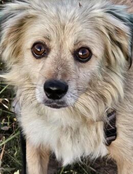 Niedlicher kleiner Alfie sucht seine.... - Mannheim