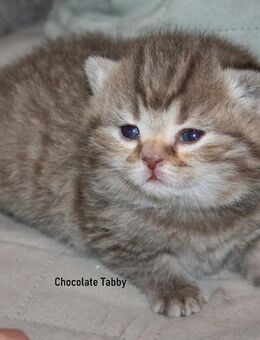 Das BESONDERE !! Britisch Kurzhaar Babys in Chocolate-Silver-Tabby u. Cinnamon-silver-Tabby !! - Köln
