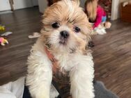 Shih Tzu Welpen - Villingen-Schwenningen