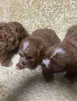 Cavapoo Welpen - Frankfurt (Main)