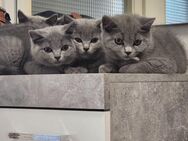 4 Katzen suchen ein neues Zuhause - Hamburg