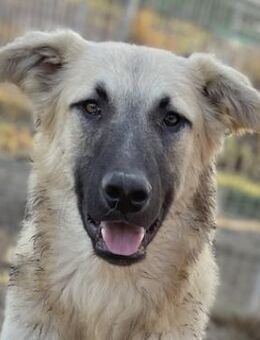 Arlo, geb. ca. 02/2023, Griechenland - Markdorf