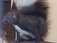 Gebe junge Eichhörnchen Böcke von 2024 ab - Freital