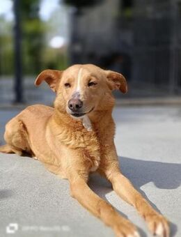 DUKE 💙 sucht endlich sein Glück - Fahrenzhausen