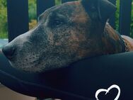 Gefährlicher Hund - Itzehoe