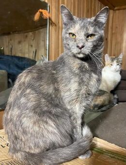 Hilda sucht ein ZUhause - Olfen