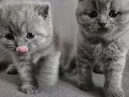 British shorthair kitten - Hemau