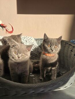 Bkh blue - Dortmund Scharnhorst