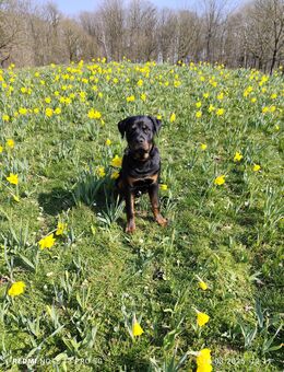 Rottweiler Deckrüde - Wegberg