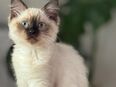 Siam kitten in 52078