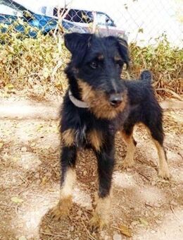 Fenix - Geilenkirchen