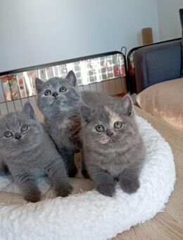 BKH-Kitten in blue und blue-tortie ( Stammbaum)! - Zirndorf