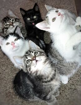 Maine-Coon-EKH-Mix, sehr zutrauliche Katzenbabys in gute Hände abzugeben, Kitten - Lüdinghausen