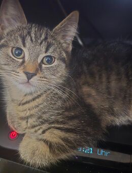 Katzen abzugeben - Arnstadt