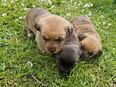 Jack russel irish Terrier mix welpen in 24782