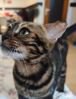 Bengalkatze smoky - Apensen