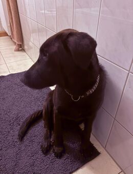 Malinois mix Rüde - Suhl