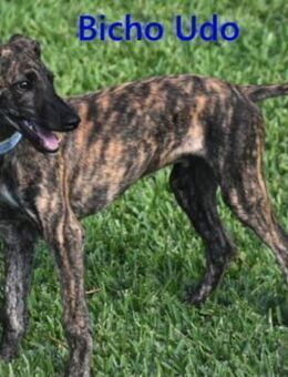 Bicho Udo Welpe sucht Liebe 07/2025 ESP - Ruppertsecken