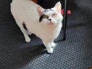 Weisses Schäfchen, Selkirk Rex Dame, 4 Jahre, kastriert 450 EUR VB - Bergisch Gladbach