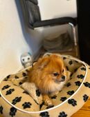 Hund Pomeranian in 22175