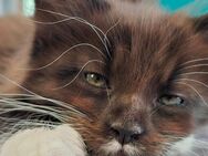 Maine Coon Kater sucht ein Zuhause - Duisburg