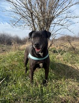 Hübsche Mandy sucht ein zu Hause - Fließem