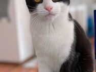 Katze zu verkaufen in Liebevolle Hände abzugeben - Mülheim-Kärlich