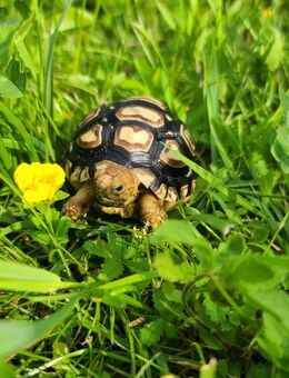 Pantherschildkröte aus eigener Nachzucht - Neuhardenberg