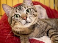 Godo - freundlicher Jungkater - Bad Camberg