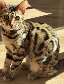 Bengal Kittens - Hamburg