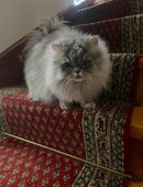 Perserkatze 2 Jahre alt liebevoll und verschmust in 63303