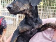 Giuliana - Zuhause mit ❤️ gesucht - Grevenbroich