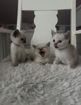 BKH Kitten mit blauen Augen - Asendorf (Landkreis Diepholz)