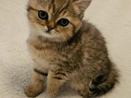 Bkh kitten Reinrassig - Düsseldorf