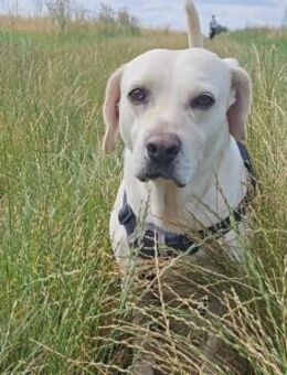 Abigal Liebevoller Familienhund - Schlitz