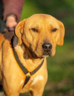 Boyko von kettenlos - Bollingstedt