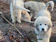 Leonberger-Pyrenäenberghund-Welpen - Westerholt