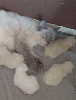 4 Super süße BKH Kitten - Hamm