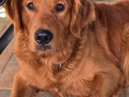 Golden Retriever Deckrüde in Dark Golden - Fehrbellin