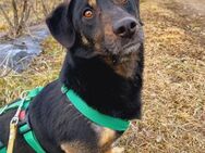 🆘Sanfter Rüde Bob🆘NOTFALL - Eislingen (Fils)