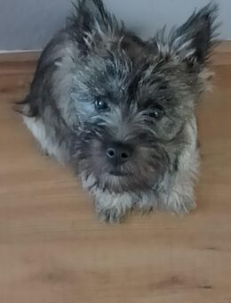 Anja Cairn Terrier - Duisburg
