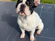 Französische Bulldogge sucht neues Zuhause - Großmehring